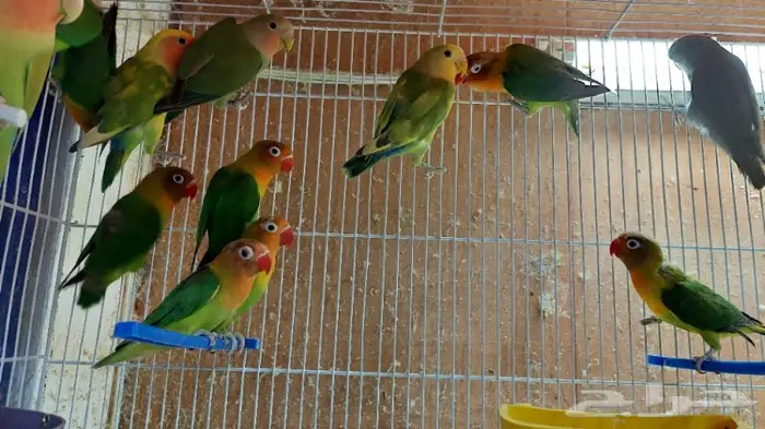 نوادر لبيع الطيور وجميع مستلزماتها 0