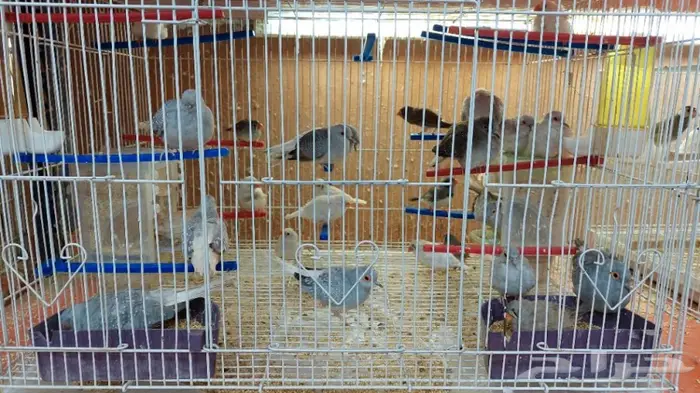 نوادر لبيع الطيور وجميع مستلزماتها 2