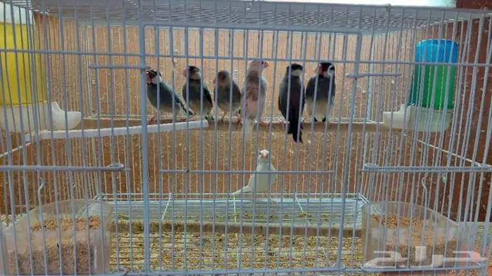 نوادر لبيع الطيور وجميع مستلزماتها 3