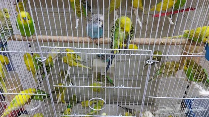 نوادر لبيع الطيور وجميع مستلزماتها 4