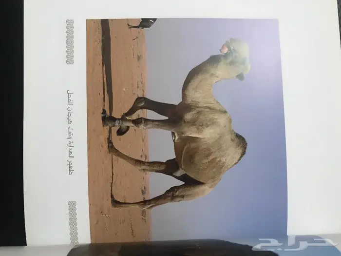 كتاب الابل أنواعها واعمارها 6