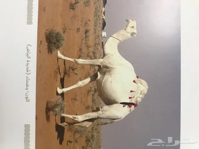 كتاب الابل أنواعها واعمارها 7