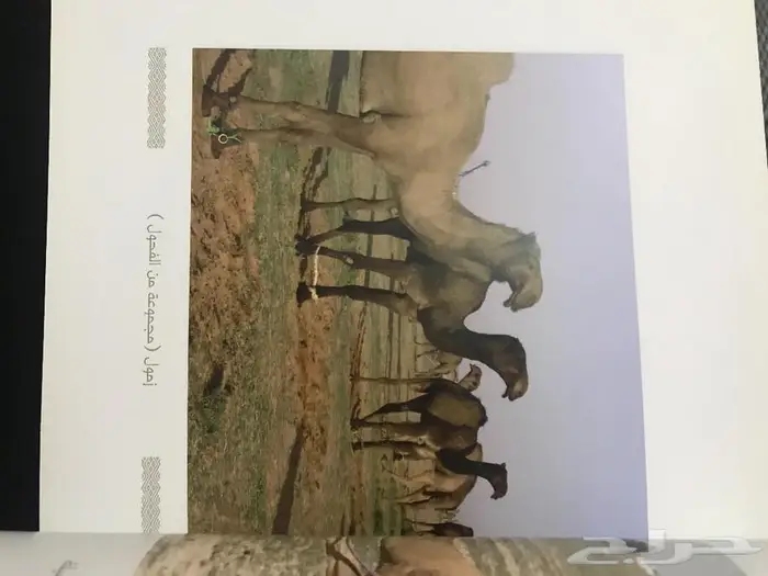 كتاب الابل أنواعها واعمارها 2