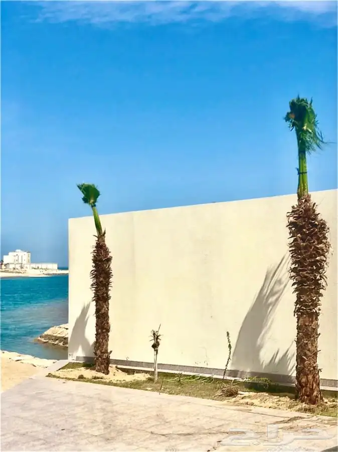 نخل واشنطن  2