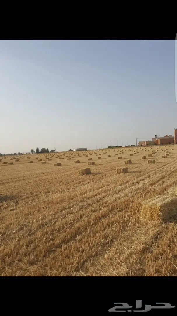 اللبيع علاف رودس جديد محصول سنه هذي 14