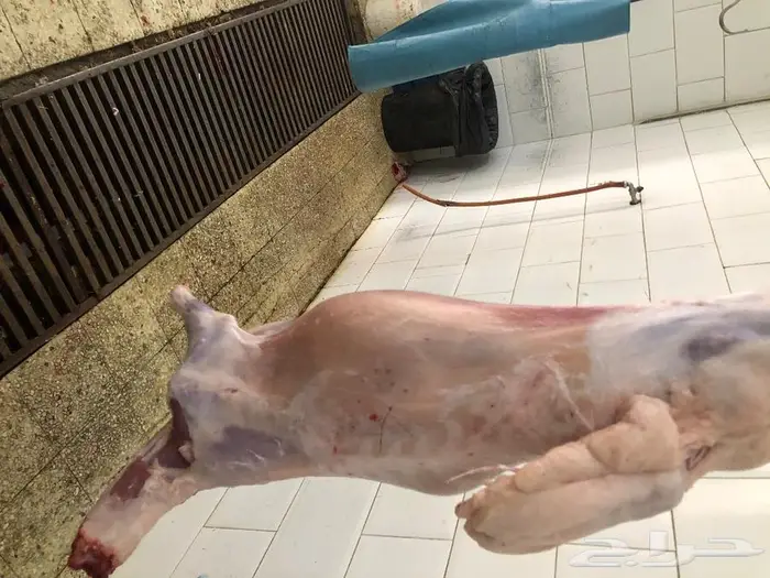 طليان ورخال. ذبايح ضحايا اضحية سعر مناسب 1