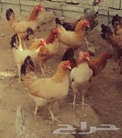 بيض بلدي عضوي طازج 0