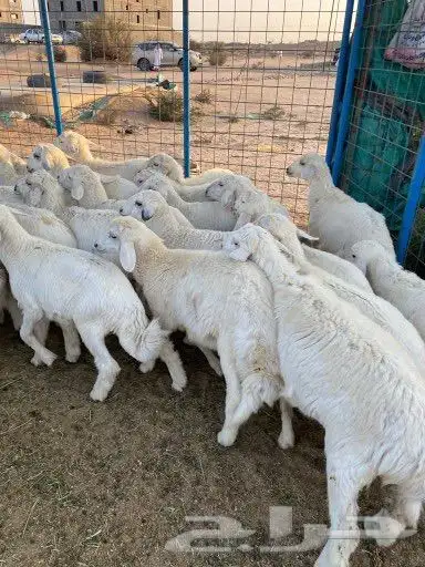 ذبايح طلي رخل طليان بريه مع السلخ والتوصيل 0
