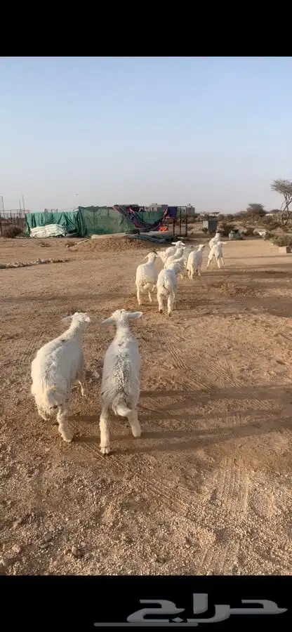ذبايح طلي رخل طليان بريه مع السلخ والتوصيل 1
