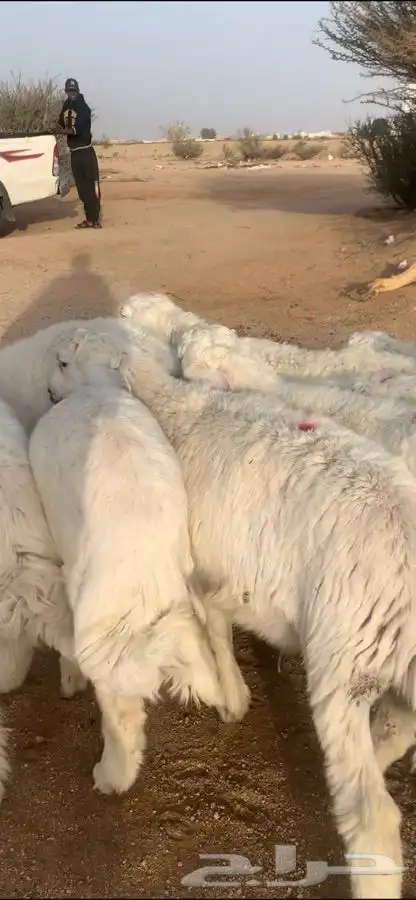 ذبايح طلي رخل طليان بريه مع السلخ والتوصيل 2