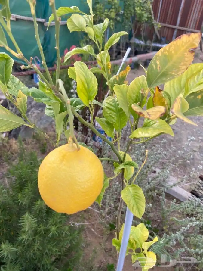 شتلات زيتون وليمون وتوت وجوافه 2