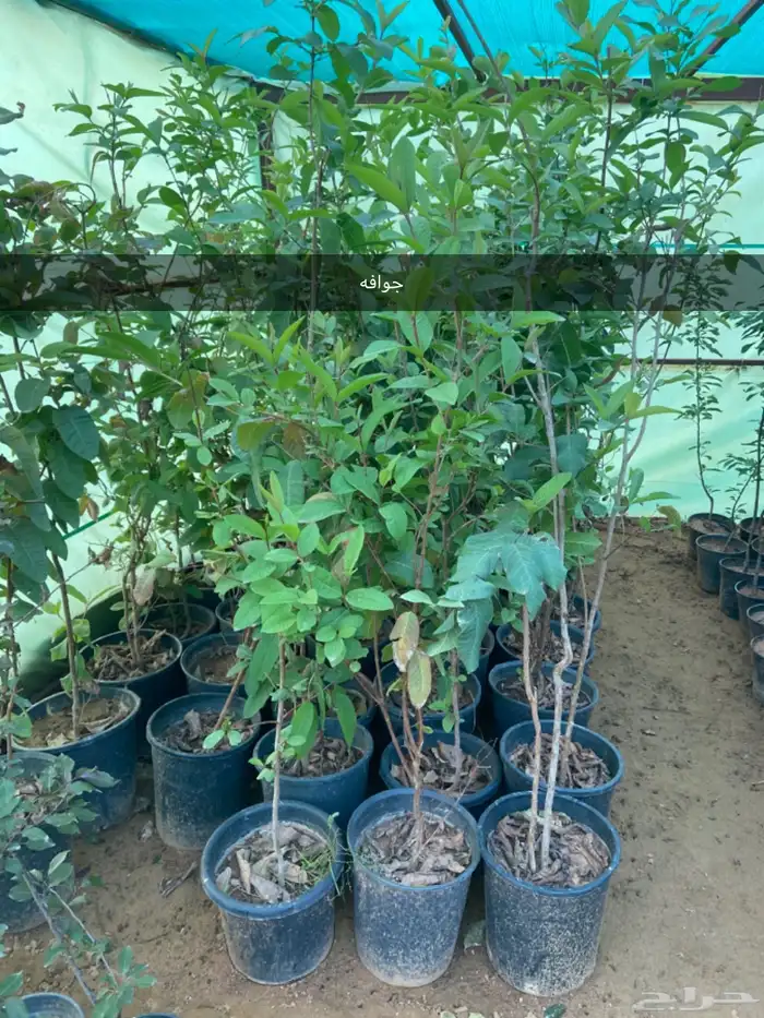 شتلات زيتون وليمون وتوت وجوافه 4