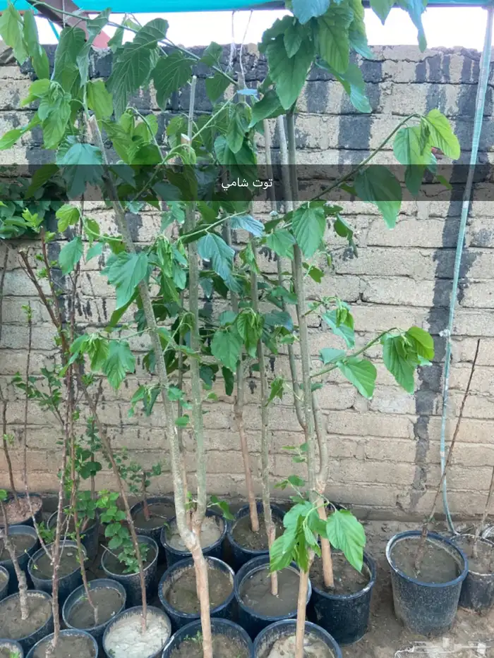 شتلات زيتون وليمون وتوت وجوافه 6