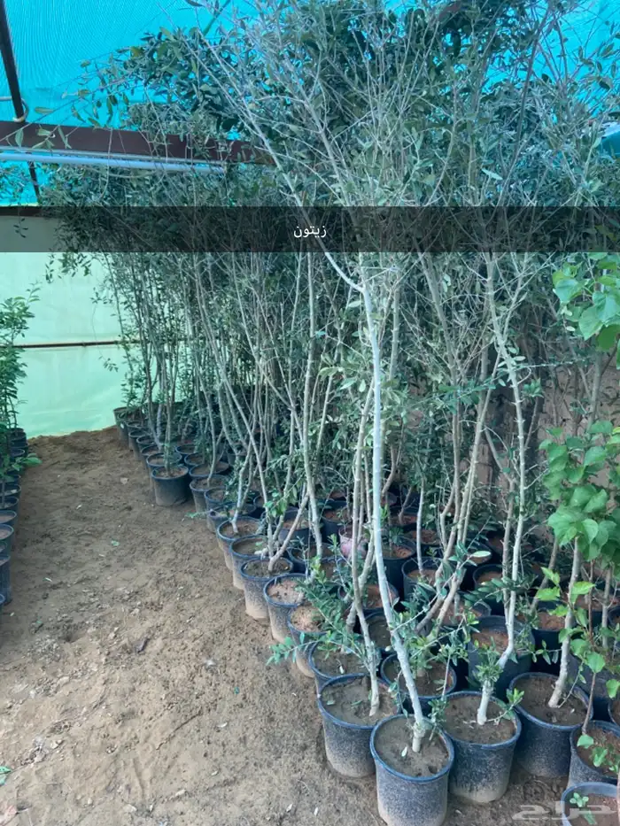 شتلات زيتون وليمون وتوت وجوافه 1