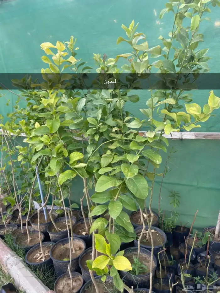 شتلات زيتون وليمون وتوت وجوافه 3
