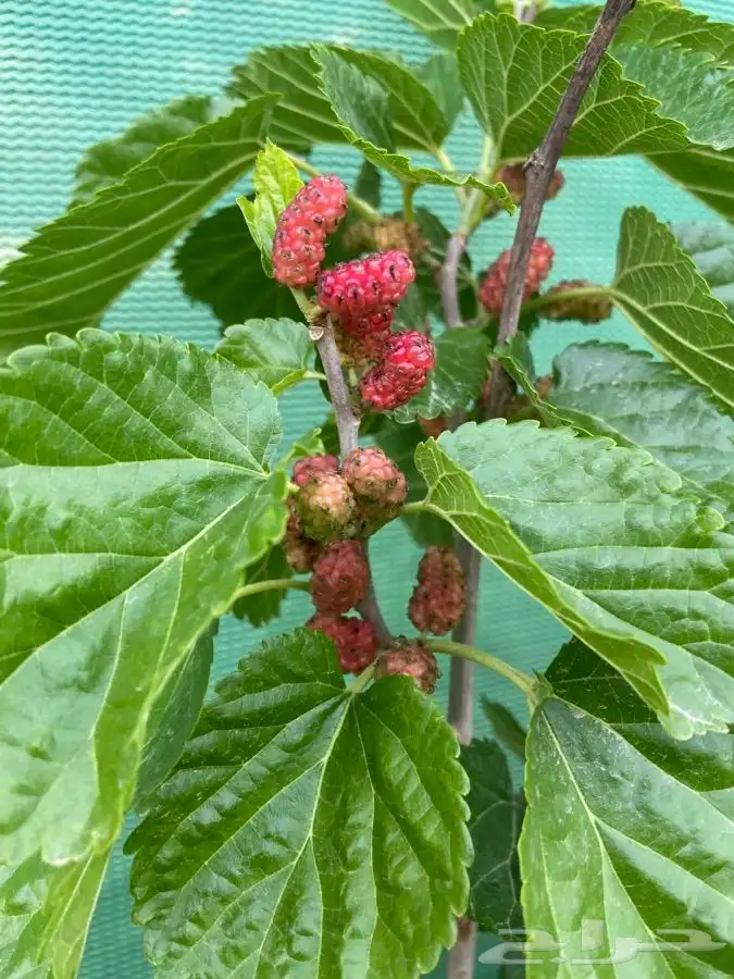 شتلات زيتون وليمون وتوت وجوافه 0