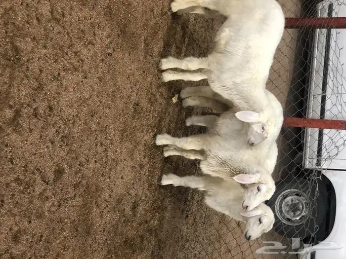 طليان ..رخال ..ذبايح ..طلي ..رخل 3