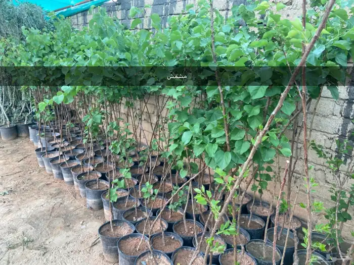 شتلات زيتون وليمون وتوت وجوافه 5