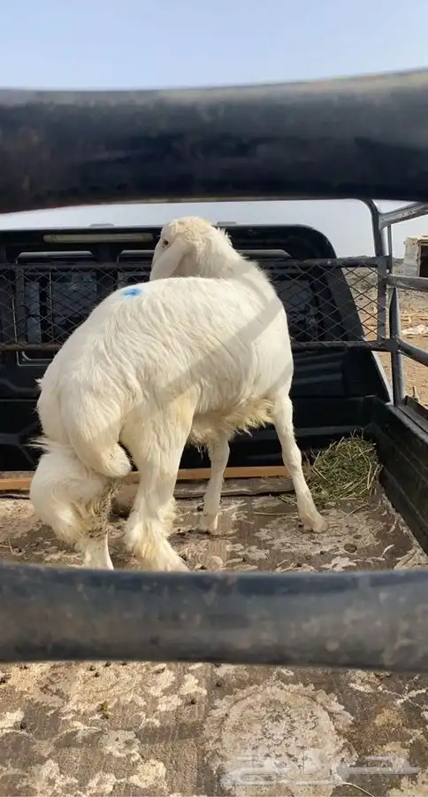  ذبايح حريه من غنم شهران بجيزان مع السلخ والتوصيل 1