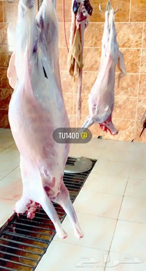   ذبايح حريه من غنم شهران بجيزان مع السلخ والتوصيل 4
