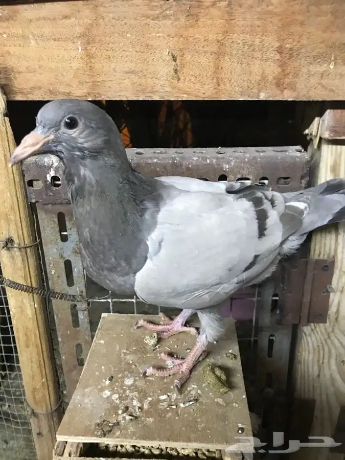 للبيع زغاليل ((فروخ))زاجل وفرنسي لاحم الموقع الخرج 4