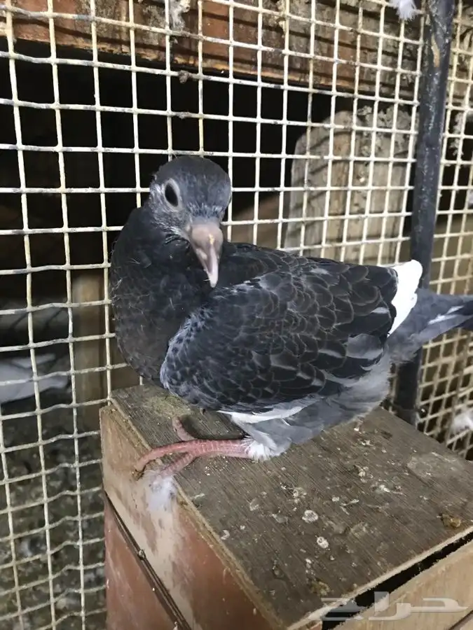 للبيع زغاليل ((فروخ))زاجل وفرنسي لاحم الموقع الخرج 2