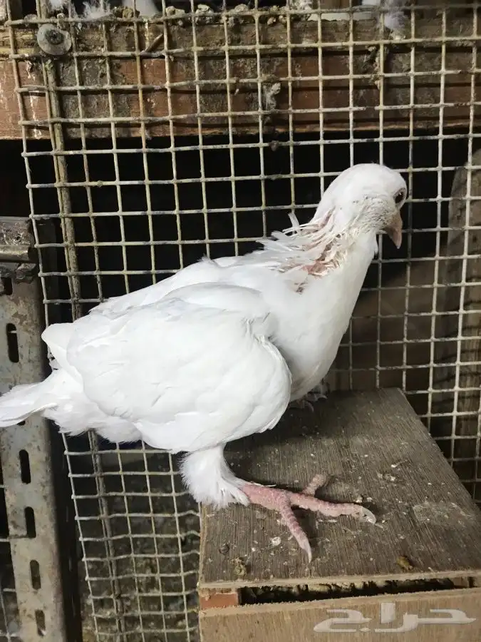 للبيع زغاليل ((فروخ))زاجل وفرنسي لاحم الموقع الخرج 0