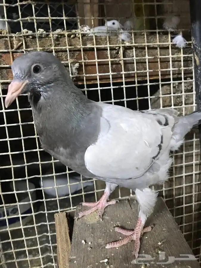 للبيع زغاليل ((فروخ))زاجل وفرنسي لاحم الموقع الخرج 3