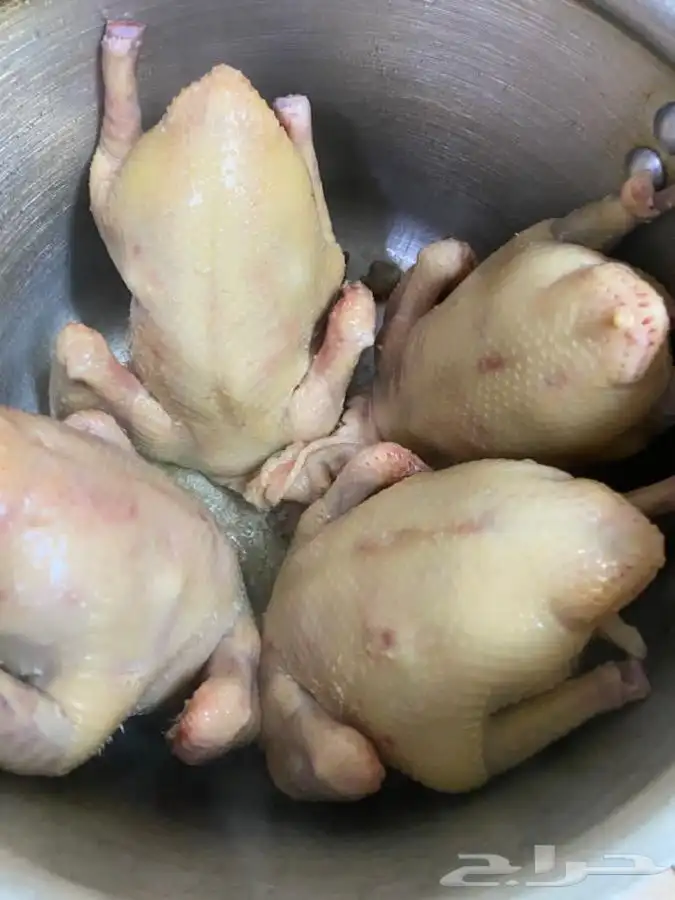 للبيع زغاليل ((فروخ))زاجل وفرنسي لاحم الموقع الخرج 9