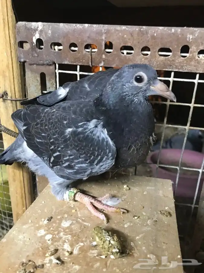 للبيع زغاليل ((فروخ))زاجل وفرنسي لاحم الموقع الخرج 1