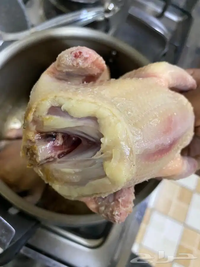 للبيع زغاليل ((فروخ))زاجل وفرنسي لاحم الموقع الخرج 6