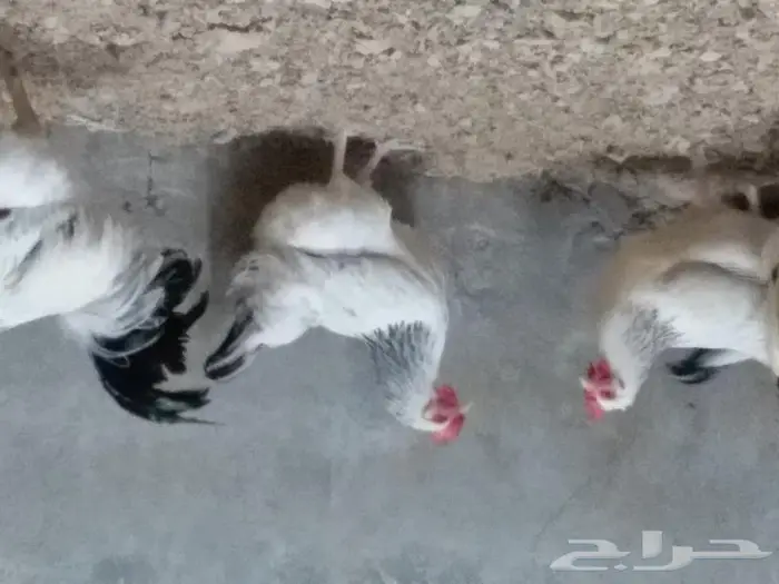 دجاج سوساكس الانجليزي بجده ابحر الشماليه 1