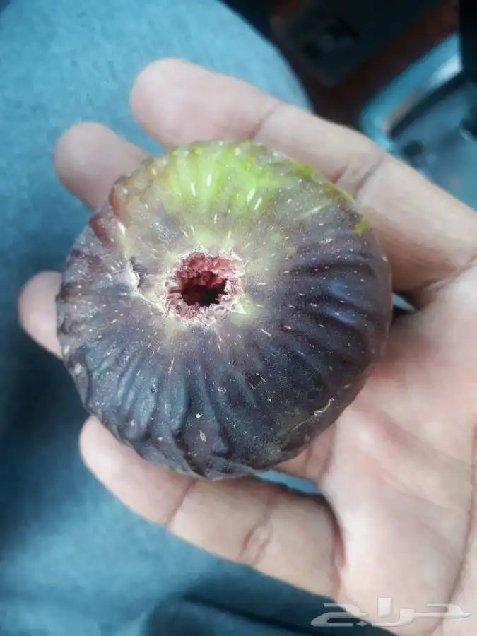 شتلات تين براون تركي  7