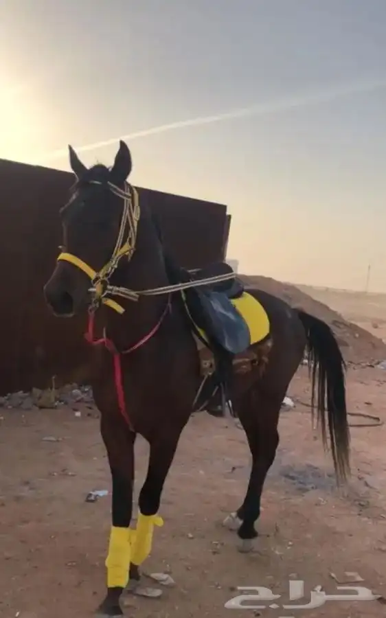 خيل و السيسي لايجار 6