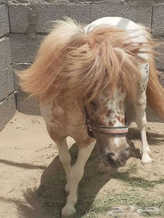 خيل و السيسي لايجار 24