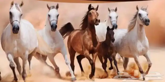 خيل و السيسي لايجار 5