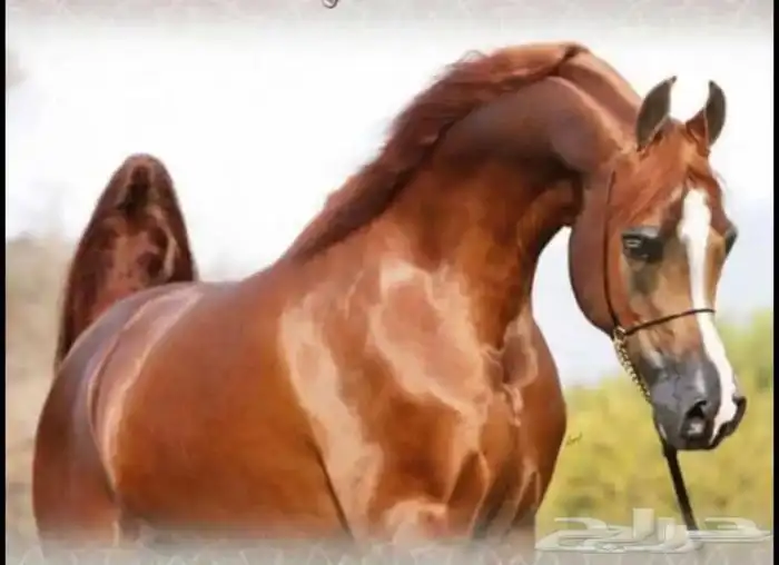 خيل و السيسي لايجار 3