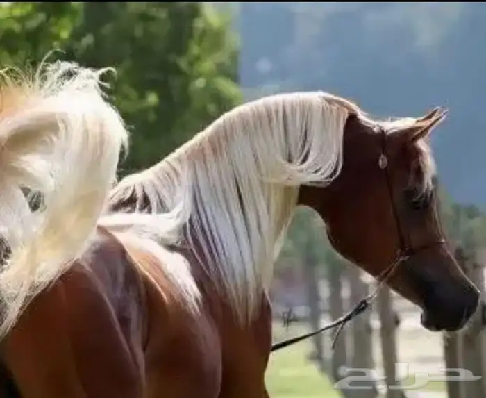 خيل و السيسي لايجار 0