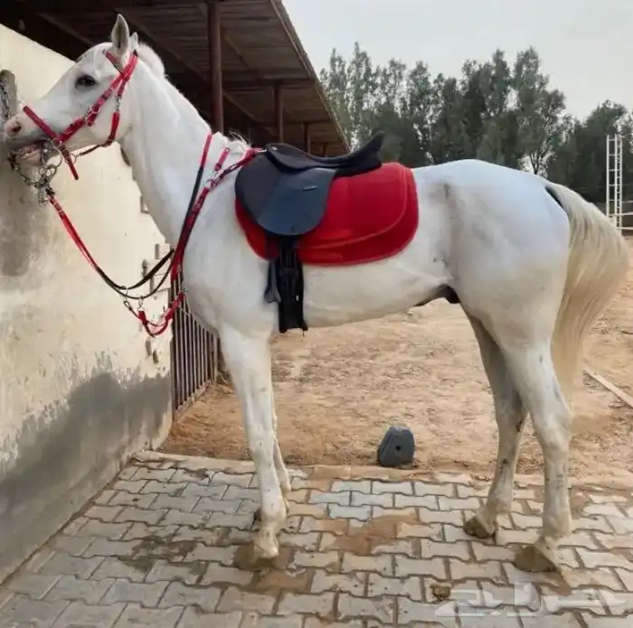 خيل و السيسي لايجار 25