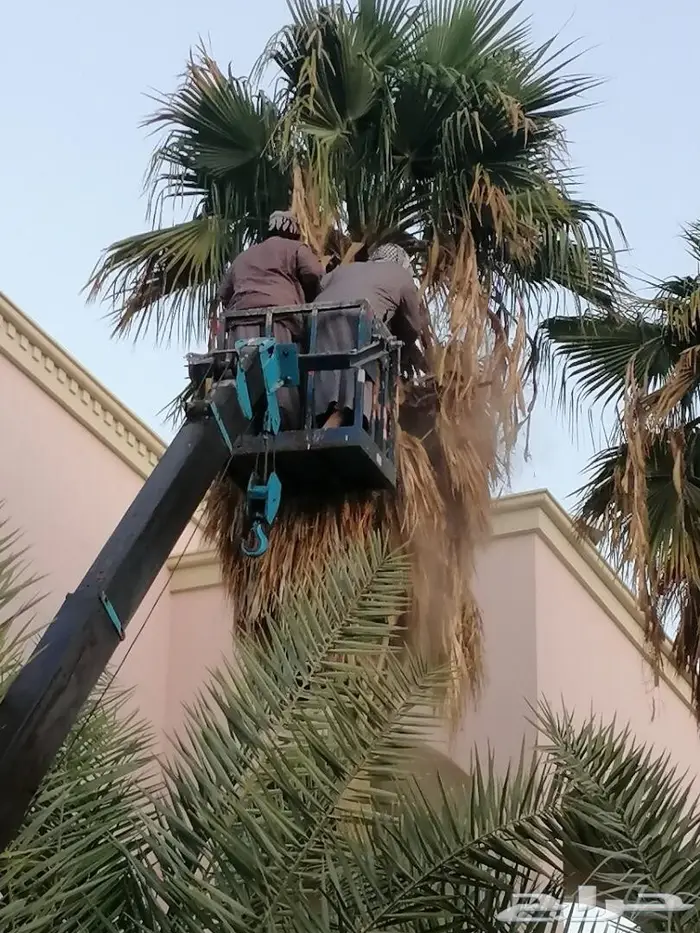 للإيجار دينة كرين لرفع العمال بالأحساء 4