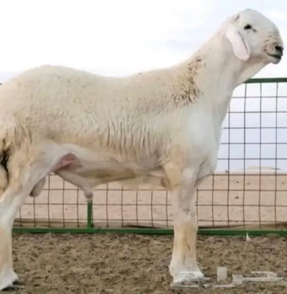 مشاريع فحول وفحول مشروطه صنف الصنف 17