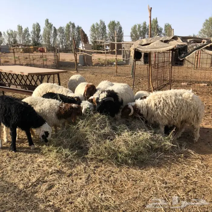 يوجد جذعان طيبه 3