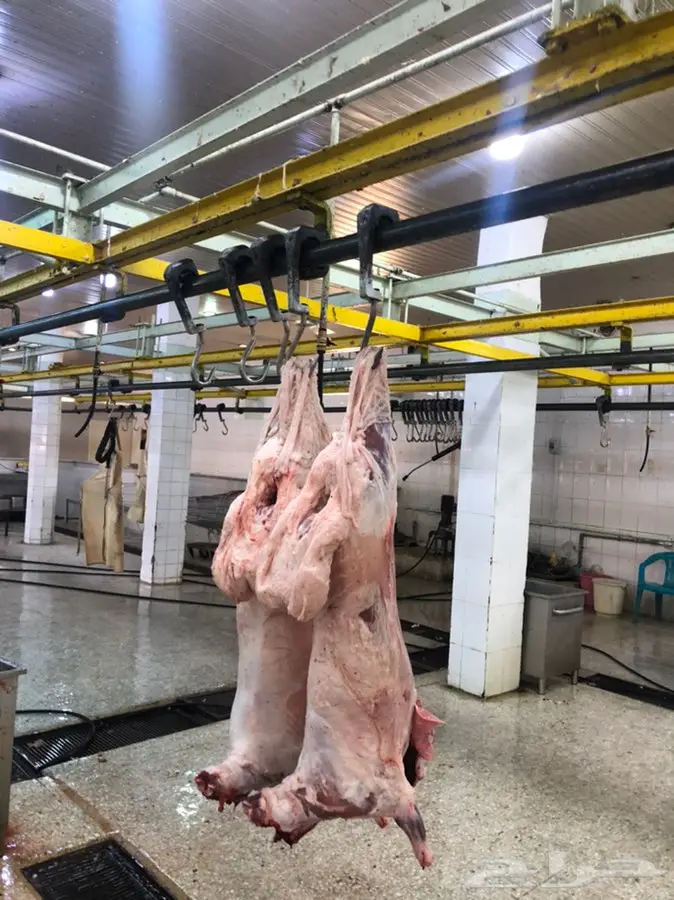 نعيمي مفطح 2