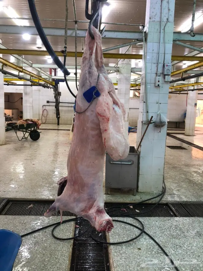 هرافي الاسعار مناسبه جدا 1