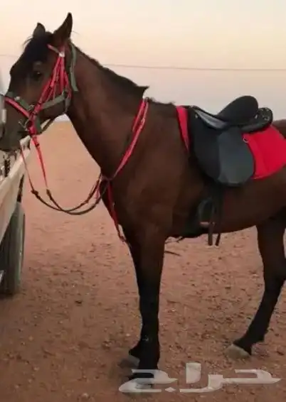 خيل و السيسي لايجار 17