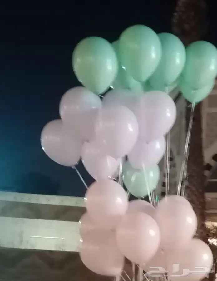 خيل و السيسي لايجار 15