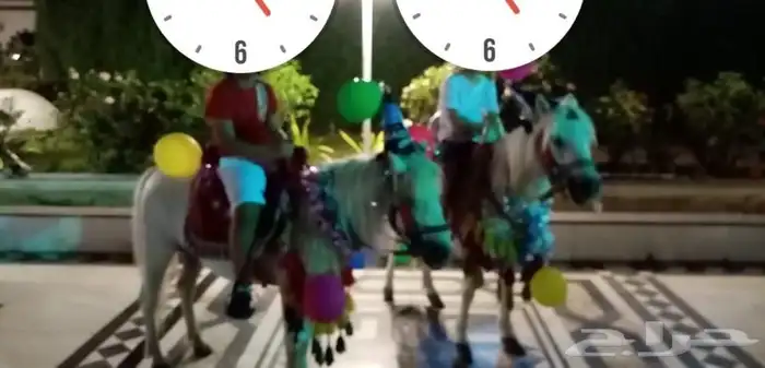 خيل و السيسي لايجار 12