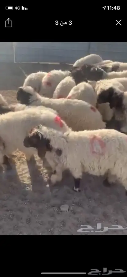 نعيمي هرفي وجذع 2