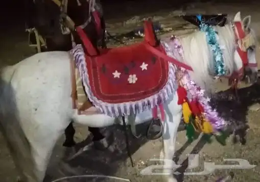 تاجير خيل و السيسي و البوني و العب الطفال 1