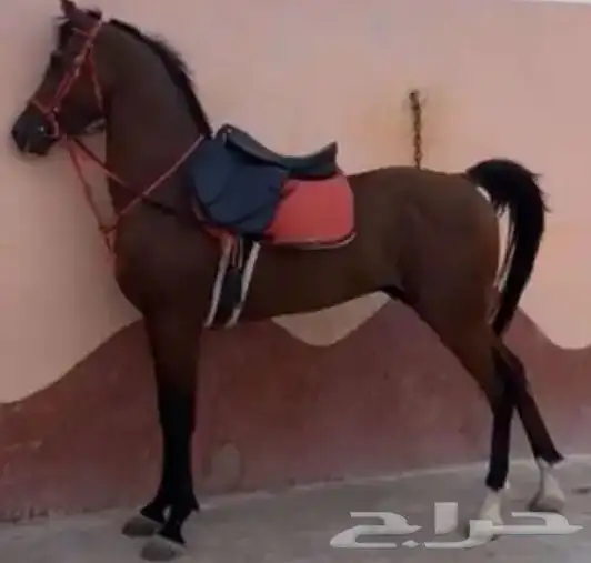 تاجير خيل و السيسي و البوني و العب الطفال 0